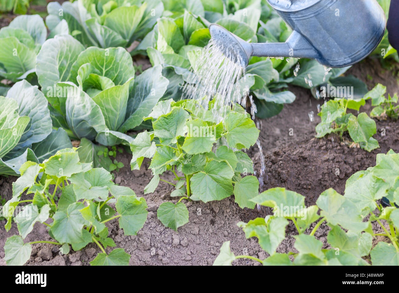 Огурцы неправильной формы. Малосольные огурцы на минеральной воде. Любят ли огурцы воду. Огурец. Полив огурцов в открытом грунте.