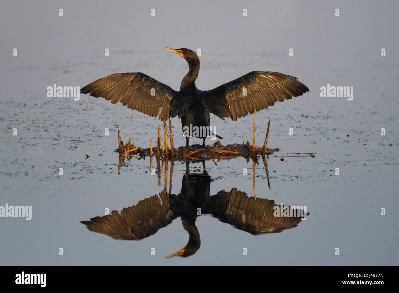 Double-crested Cormorant displays full wingspan with reflection Stock Photo