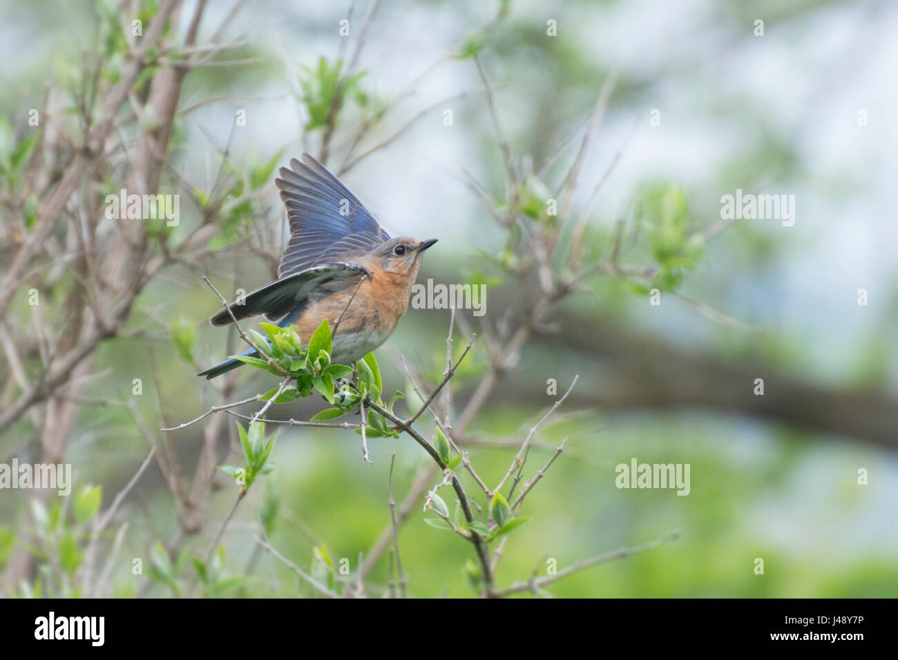 Eastern Bluebird female flaps wings from perch on budding twig Stock Photo