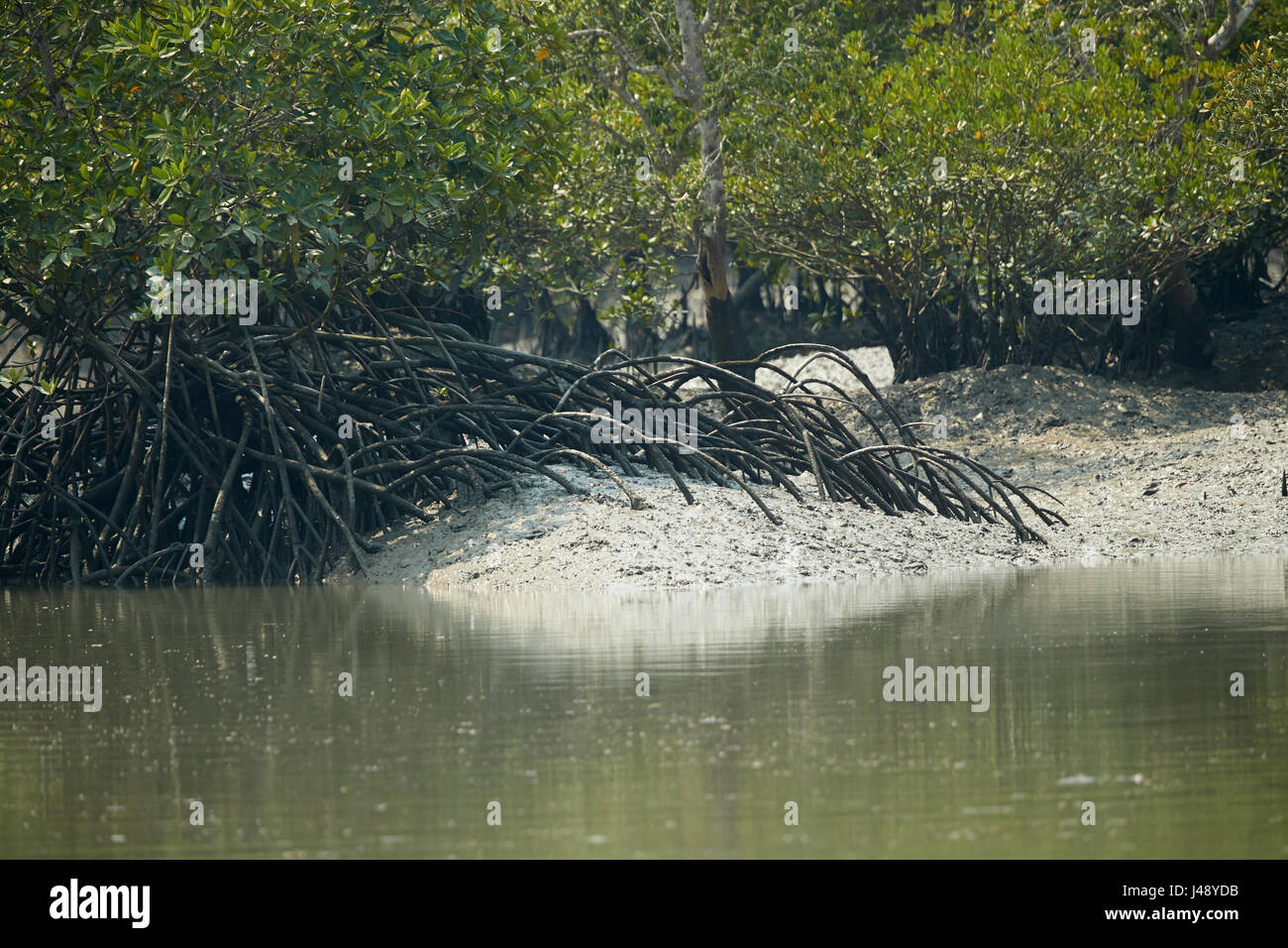 Sundarbans delta is the largest mangrove forest, intersected by a Stock ...
