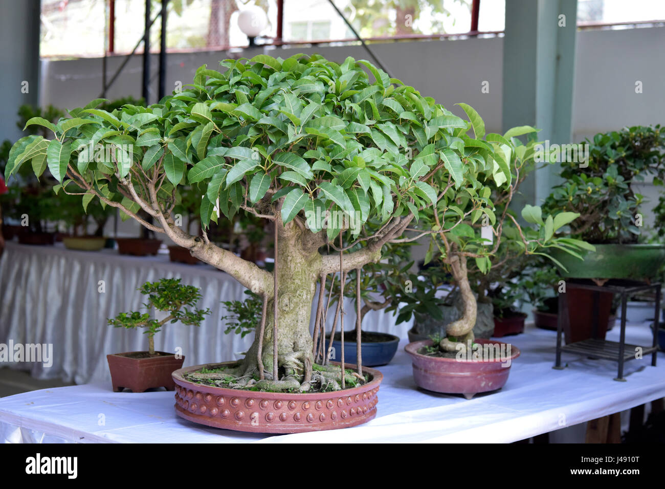 Bonsai Tree Are Available In Bangladesh - bonsai tree Bonsai Tree Are Available In Bangladesh - bonsai tree