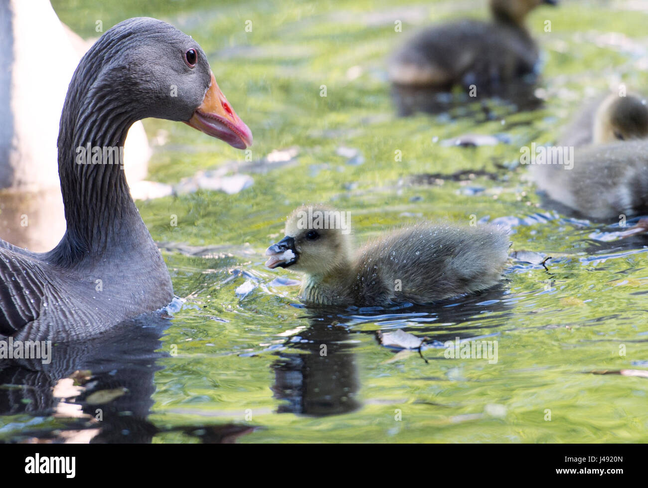 Brighton UK 10th May 2017 - A pair of Greylag Geese with their new born goslings enjoy the beautiful early evening sunshine in Queens Park Brighton with temperatures reaching the high teens celsius in some parts of the country today Photograph taken by Simon Dack Stock Photo