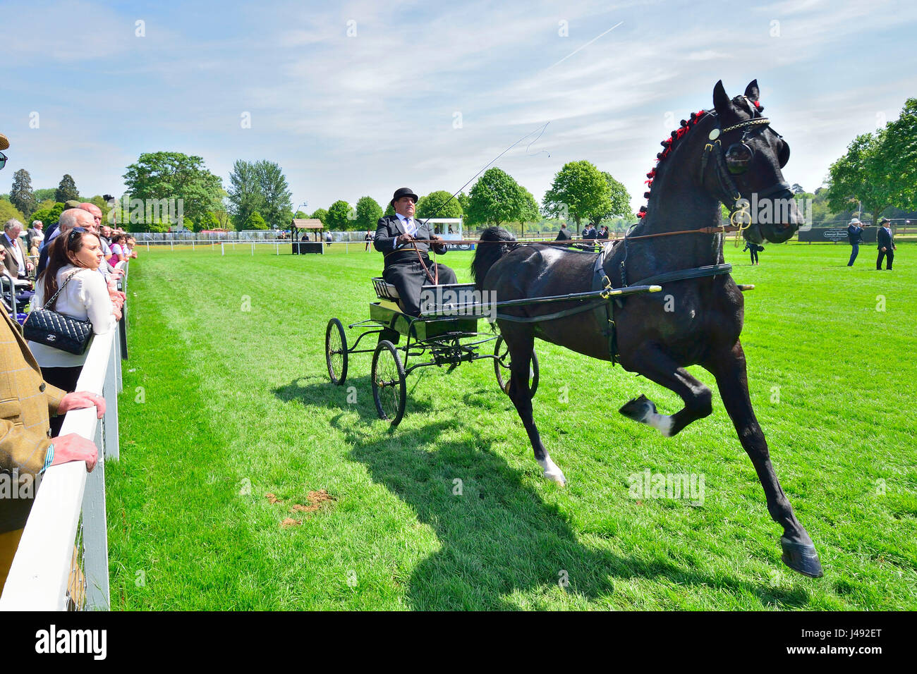 Horse hackney hires stock photography and images Alamy