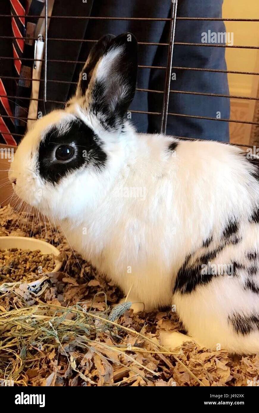 Washington DC, USA. 10th May, 2017. The official Photo of the Day handout showing the Second Family pet rabbit, Marlon Bundo, also known as BOTUS released the White House press office while U.S. President Donald Trump was meeting with Russian Foreign Minister Sergey Lavrov in the Oval Office of the White House May 10, 2017 in Washington, DC. Trump refused entry to the White House media and only Russian media was allow to cover the event. Credit: Planetpix/Alamy Live News Stock Photo
