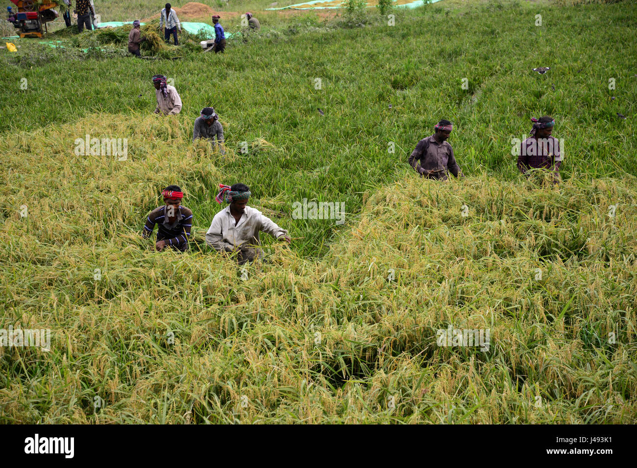 Bangladesh rice farms hi-res stock photography and images - Alamy
