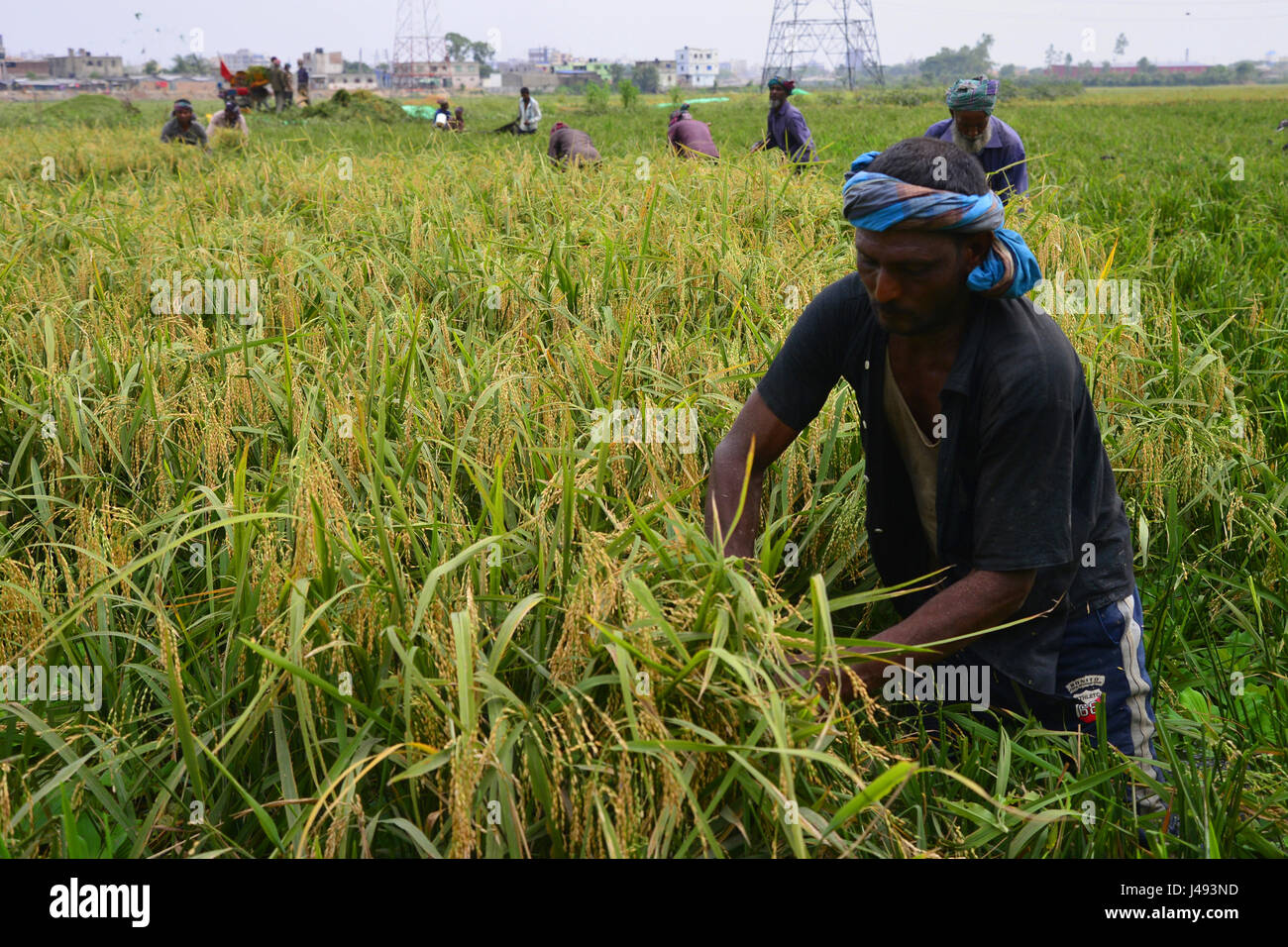 Bangladesh Rice Farms High Resolution Stock Photography and Images - Alamy