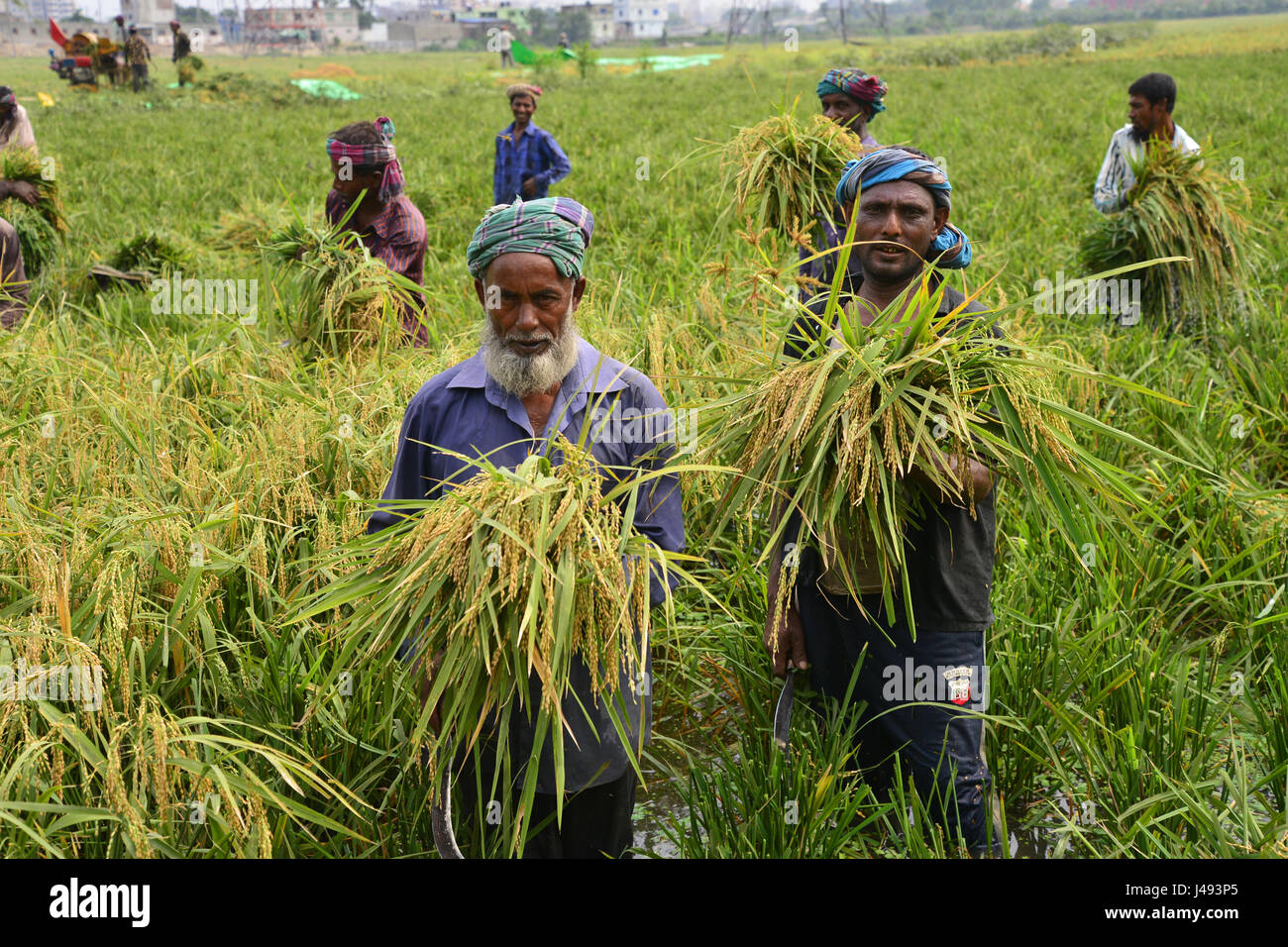 Bangladesh rice farms hi-res stock photography and images - Alamy