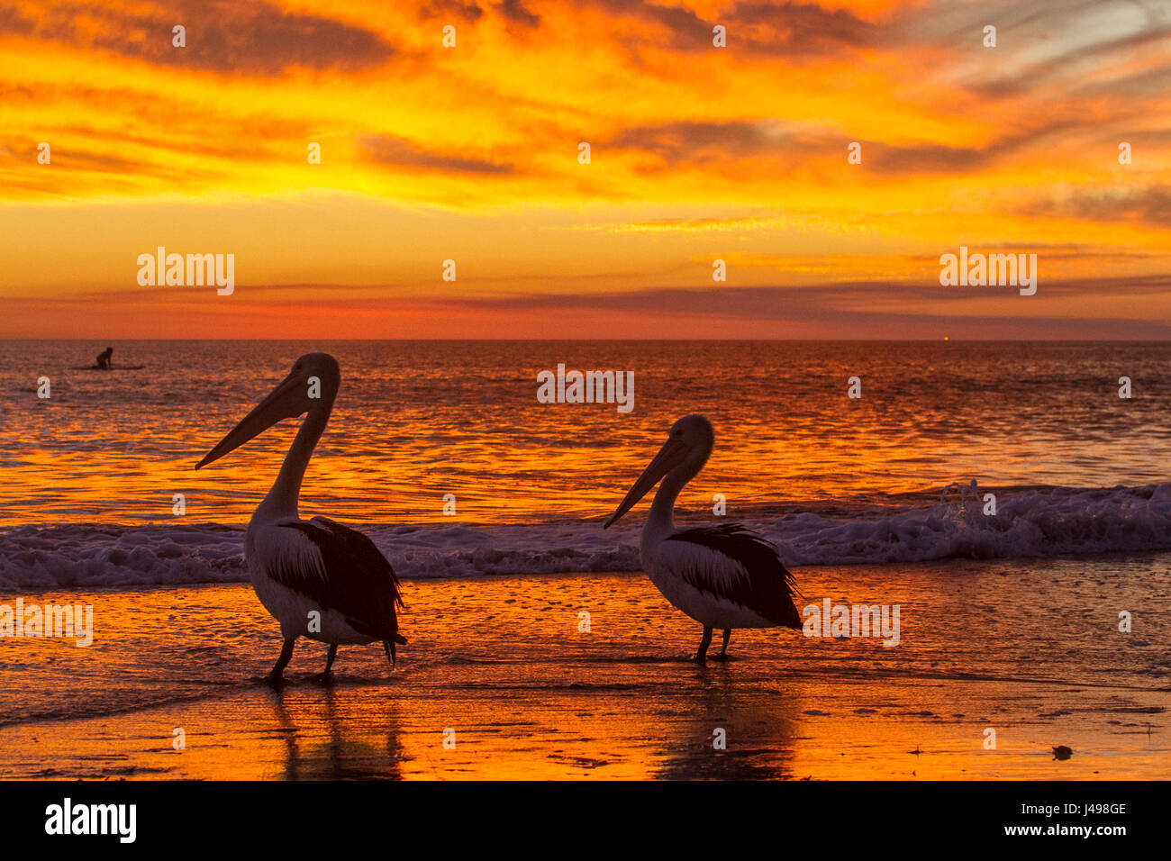 Adelaide, Australia. 11th May, 2017. Pelicans stand in front of a dramatic sunset develops over Adelaide beach from a jetty creating vibrant colours of pink and orange hues Credit: amer ghazzal/Alamy Live News Stock Photo