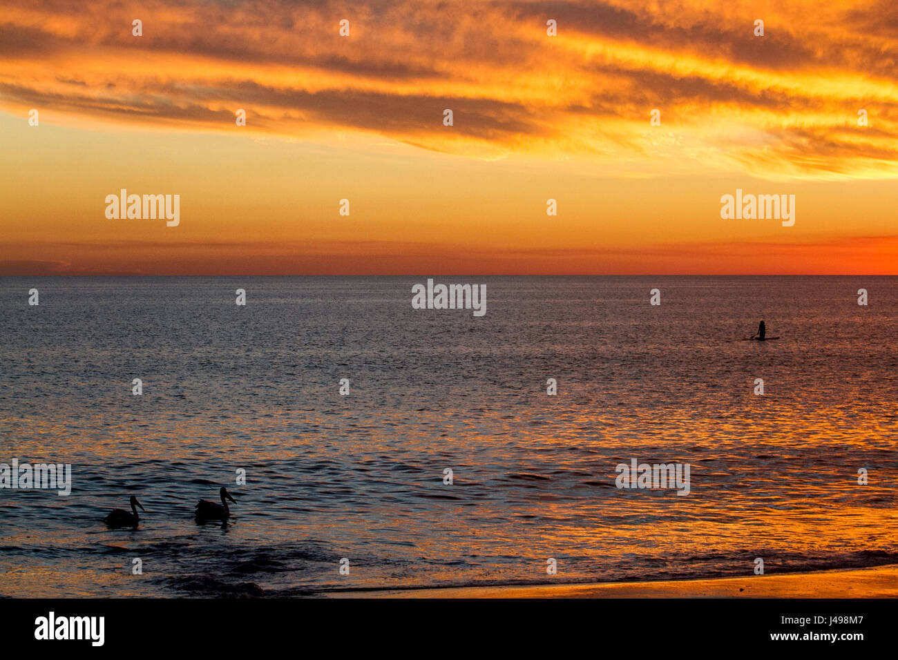 Adelaide, Australia. 11th May, 2017. Pelicans swim in front of a dramatic sunset over Adelaide beach from a jetty creating vibrant colours of pink and orange hues Credit: amer ghazzal/Alamy Live News Stock Photo