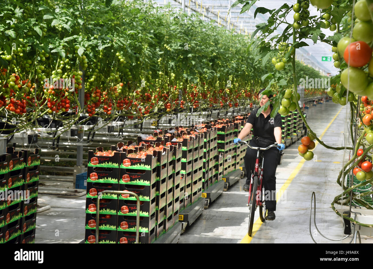 Tomatoes seen in boxes at the Wittenberg Gemuese GmbH in Apollensdorf,  Germany, 10 May 2017. Some 40 to 50 tonnes of vine, cocktail and snack  tomatoes grow on some 600,000 tomato plants