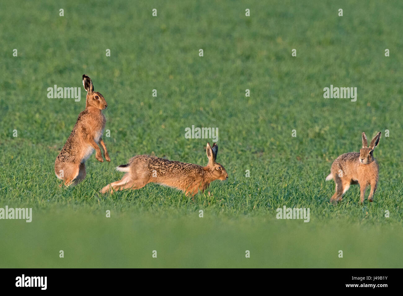 Norfolk, UK. 11th May, 2017. Brown Hares Lepus europaeus boxing and chasing each other around soon after dawn near Holt Norfolk Credit: David Tipling Photo Library/Alamy Live News Stock Photo