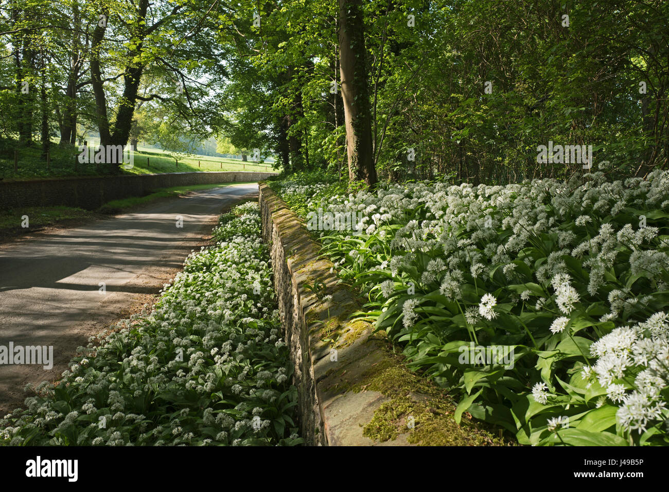 Norfolk, UK. 11th May, 2017. UK Weather. Wild Garlic (Ramsons) in flower along country lane Great Walsingham Norfolk May Credit: David Tipling Photo Library/Alamy Live News Stock Photo