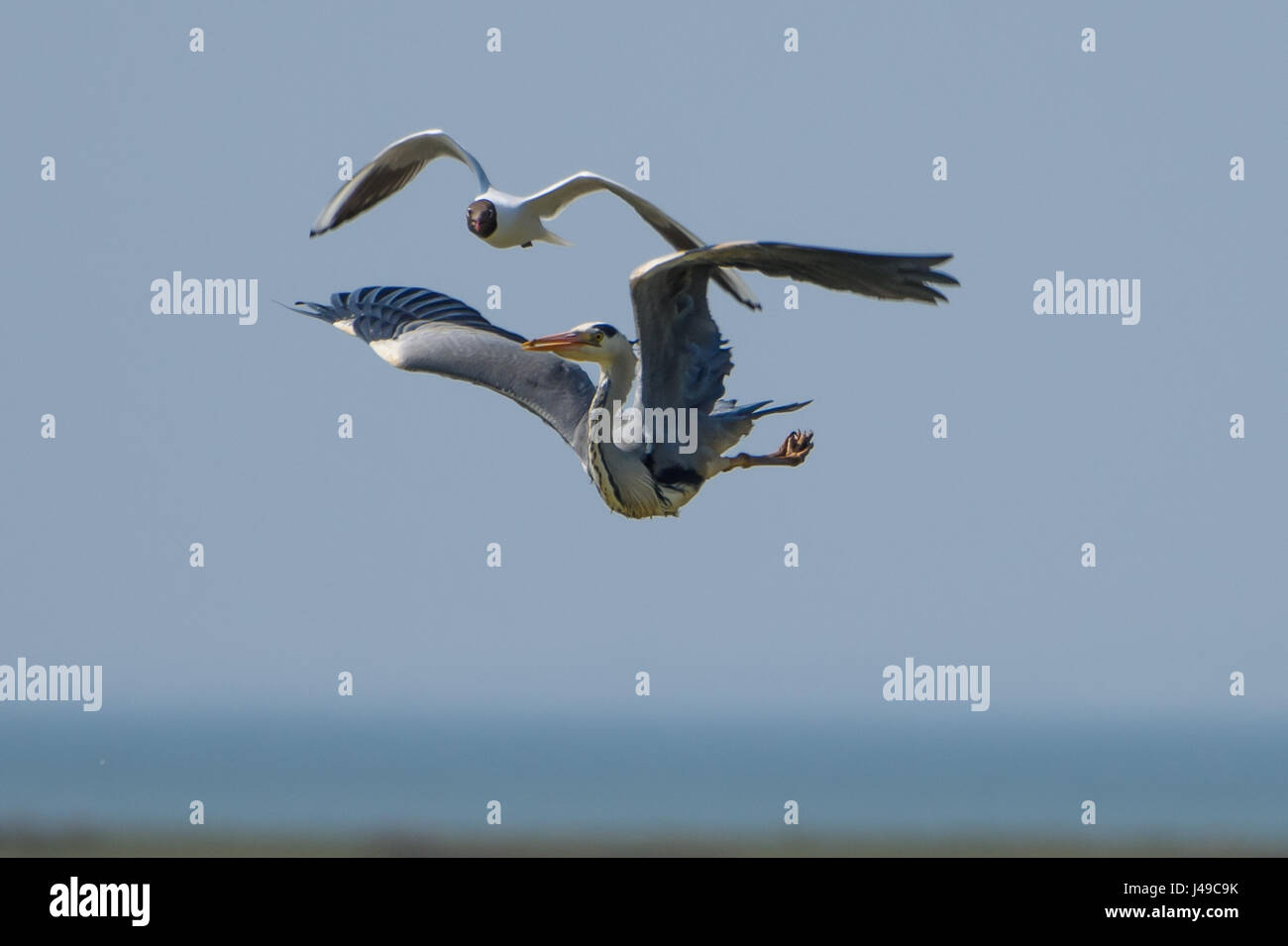 Lancashire, UK. 11th May, 2017. A Black-headed gull sees off a Grey heron at RSPB's Leighton Moss Nature Reserve, Silverdale, Lancashire after a pair of the birds flew over the site occupied by a flock of the gulls. Credit: John Eveson/Alamy Live News Stock Photo