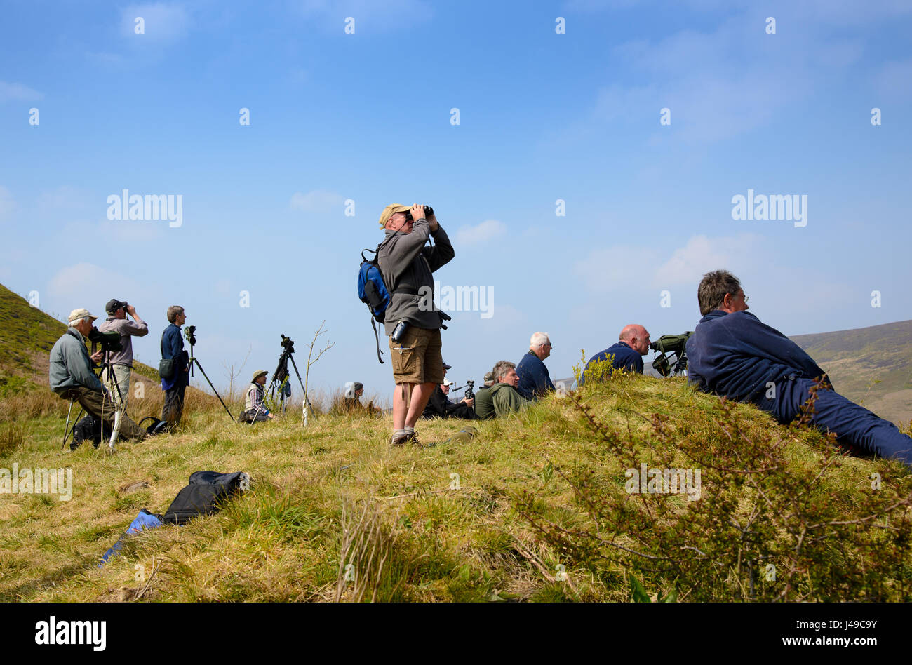 Lancashire, UK. 11th May, 2017. After a hike of 3 miles into the Bowland Fells from Dunsop Bridge, Lancashire, bird watchers are rewarded with a very rare sight in England, an adult male Pallid Harrier blown off course by Easterly winds on it's way to Kazakhstan after wintering in Africa. Adult males are exceptionally rare in the UK but one was seen near Hornsea in East Yorkshire last Sunday morning and this is likely to be the same bird. Credit: John Eveson/Alamy Live News Stock Photo