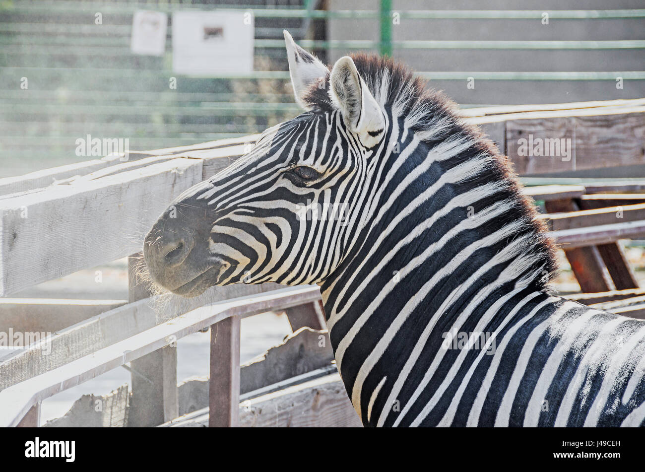 Zebra close up portrait, zoo garden Stock Photo - Alamy