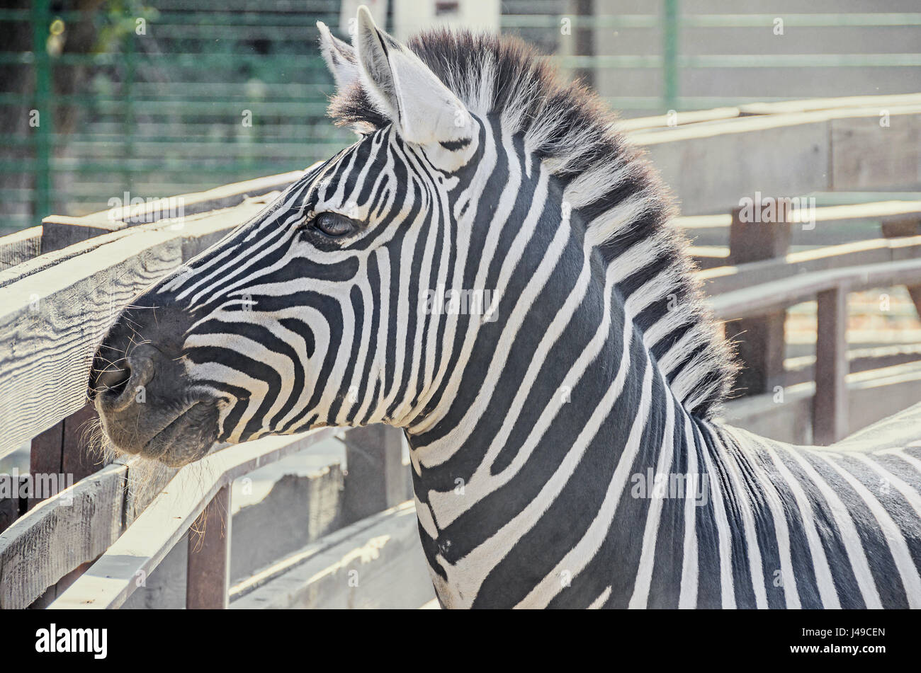 Zebra close up portrait, zoo garden Stock Photo - Alamy