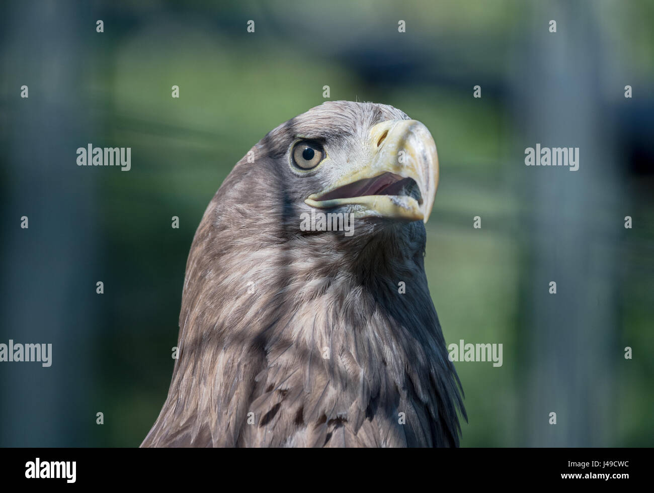 Biggest eagle hi-res stock photography and images - Alamy