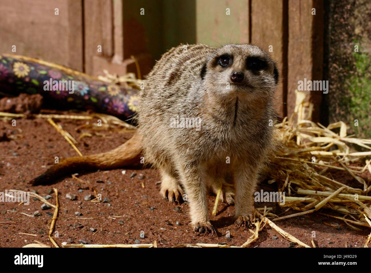 Dartmoor zoo hires stock photography and images Alamy