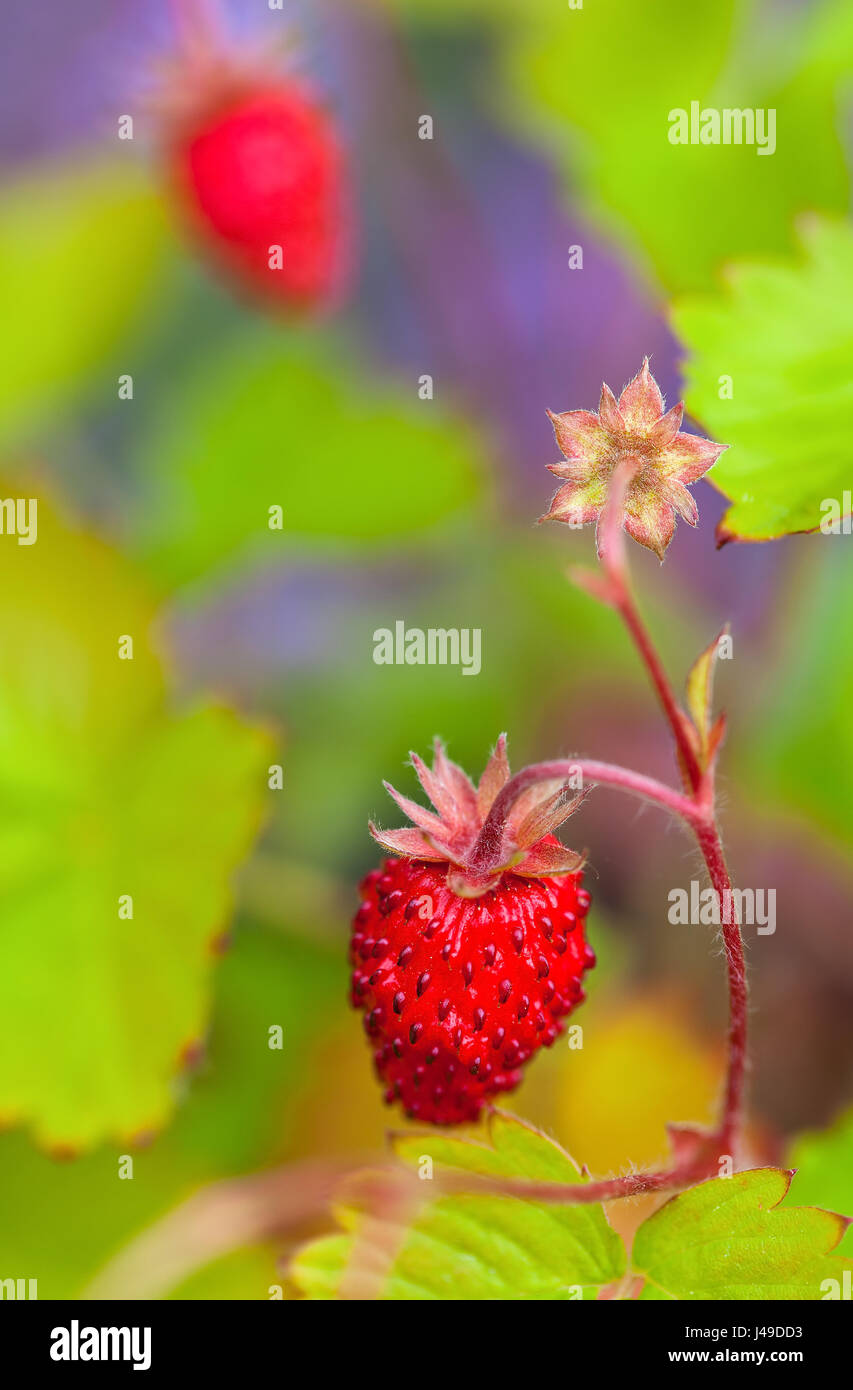 Wild strawberries in the garden Stock Photo - Alamy