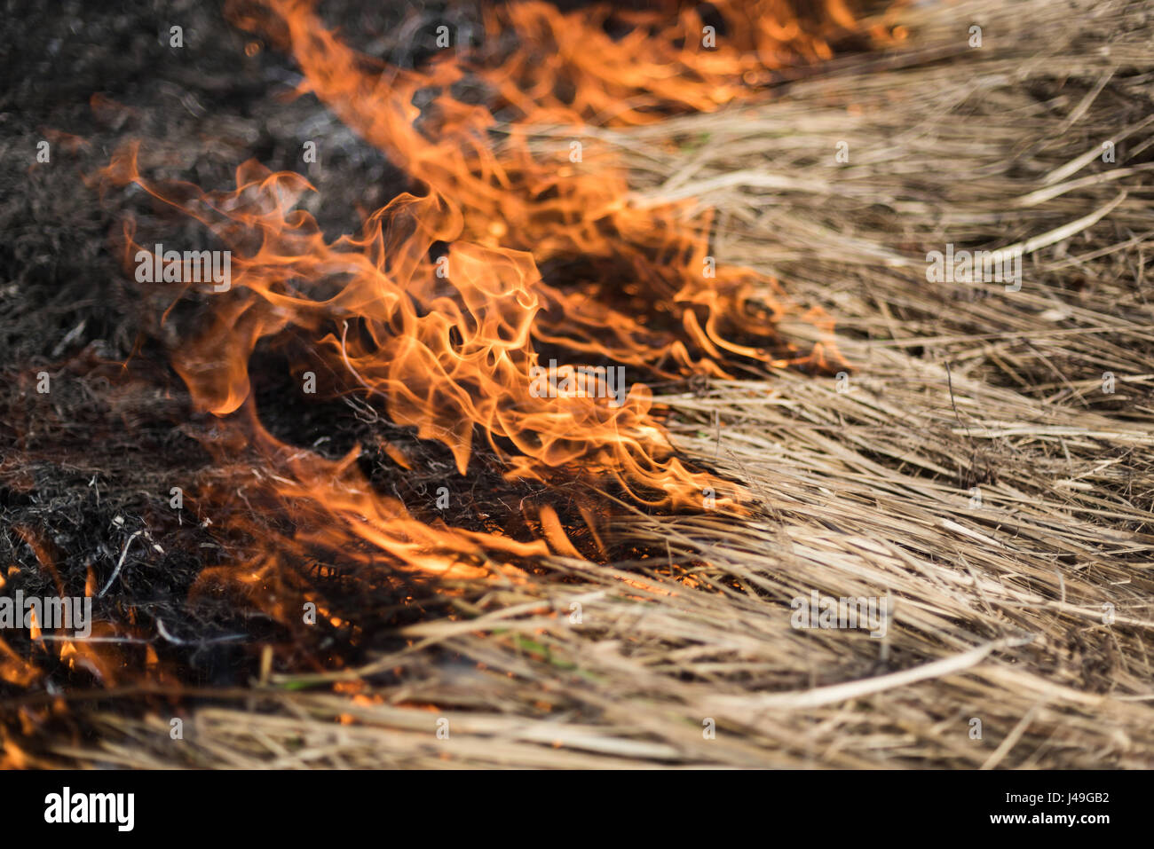 Burning grass in the field, shrubs and plants are burned, land covered