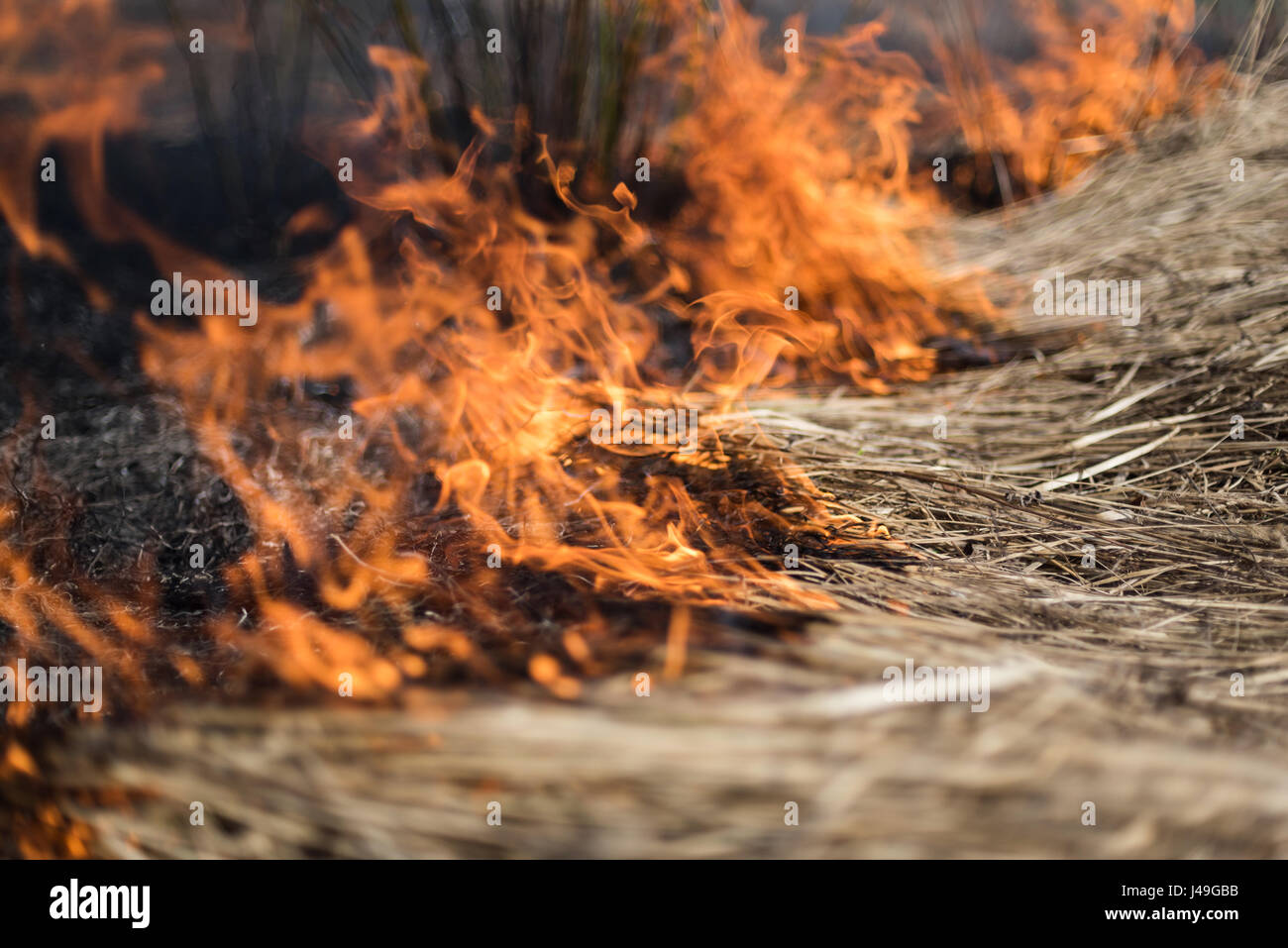 Burning grass in the field, shrubs and plants are burned, land covered