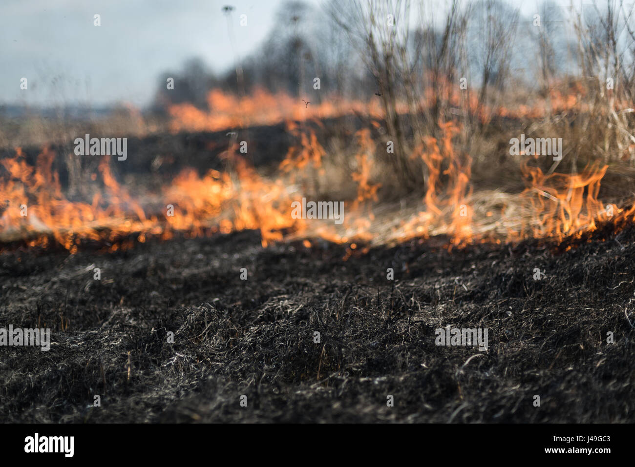 Burning grass in the field, shrubs and plants are burned, land covered