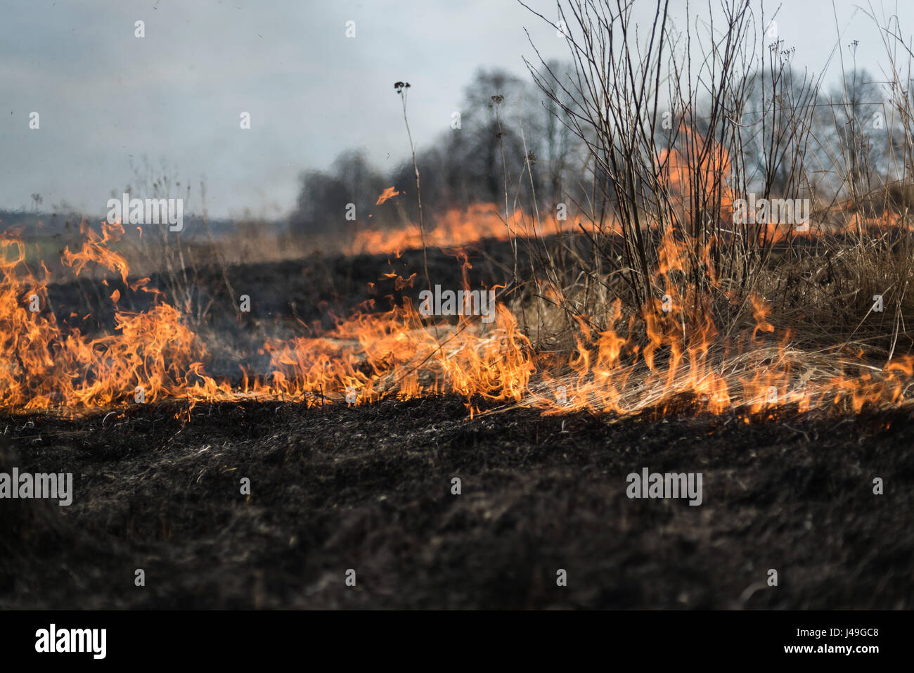 Burning grass in the field, shrubs and plants are burned, land covered
