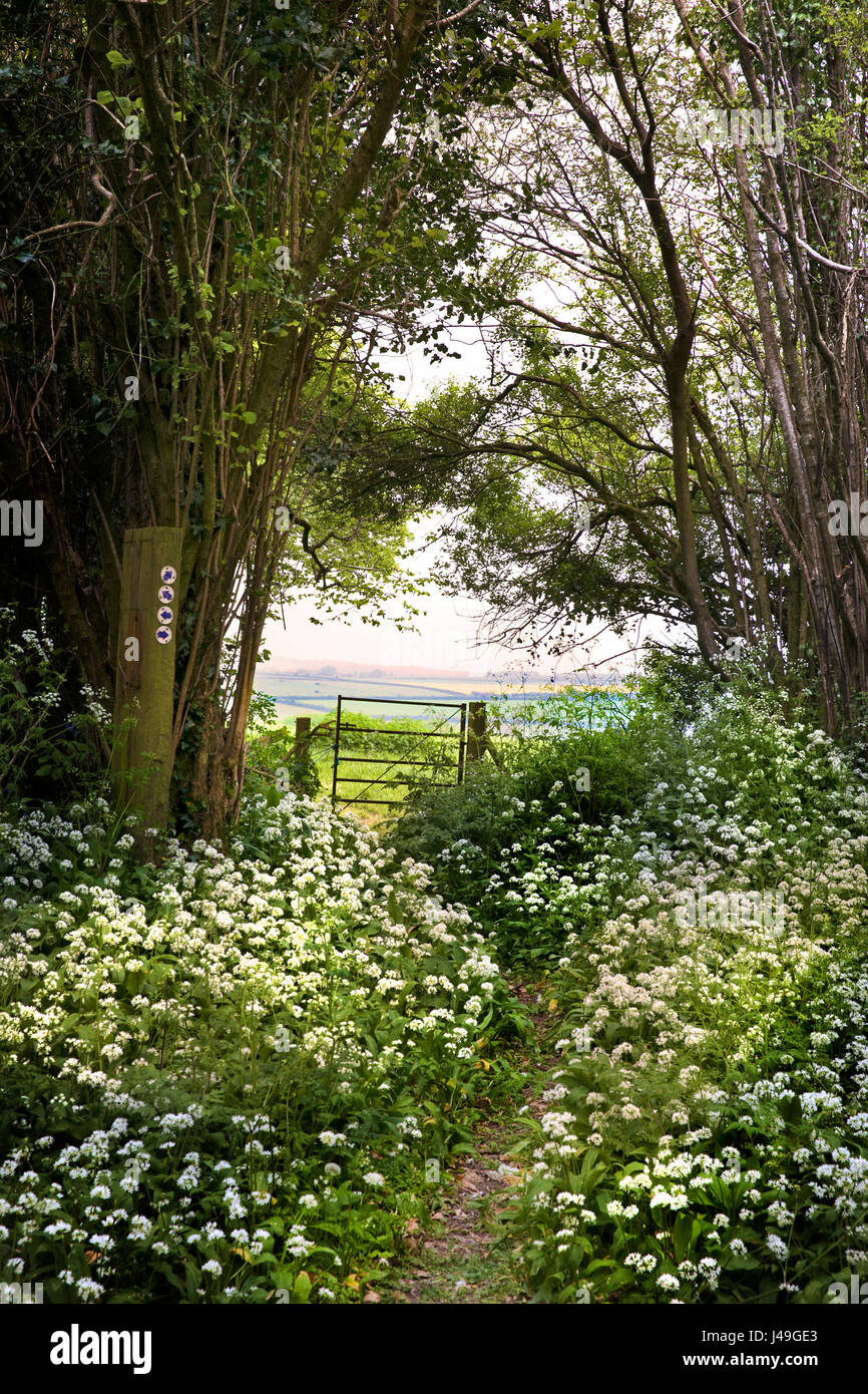 Bridal path through wild garlic and leading to a gate with fields and hills beyond Stock Photo