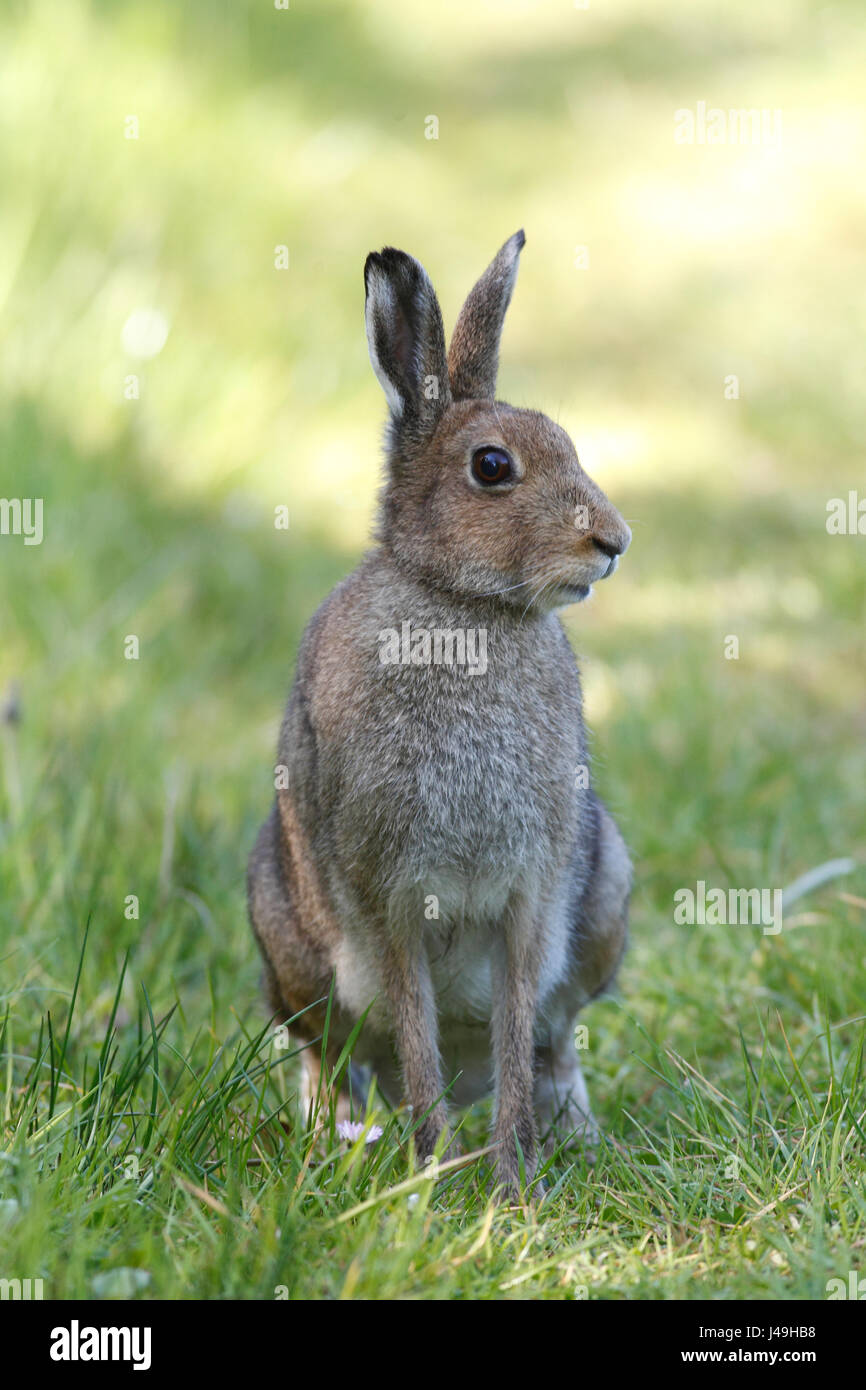 Hairy runner hi-res stock photography and images - Alamy