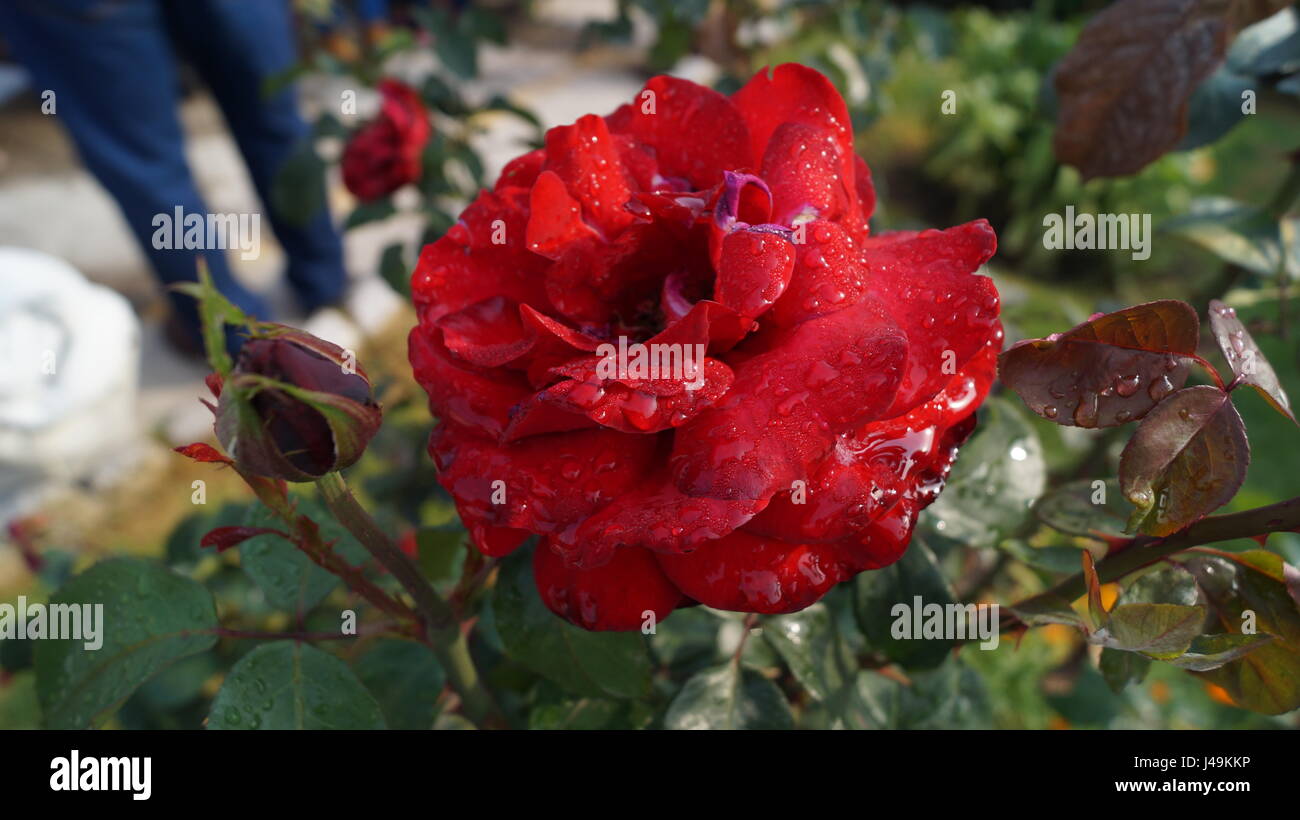 Rosas con bellas gotitas del roció de cada alba que le dan color al jardín, un aroma único y especial  que jamas se olvida creando el ambiente unico Stock Photo