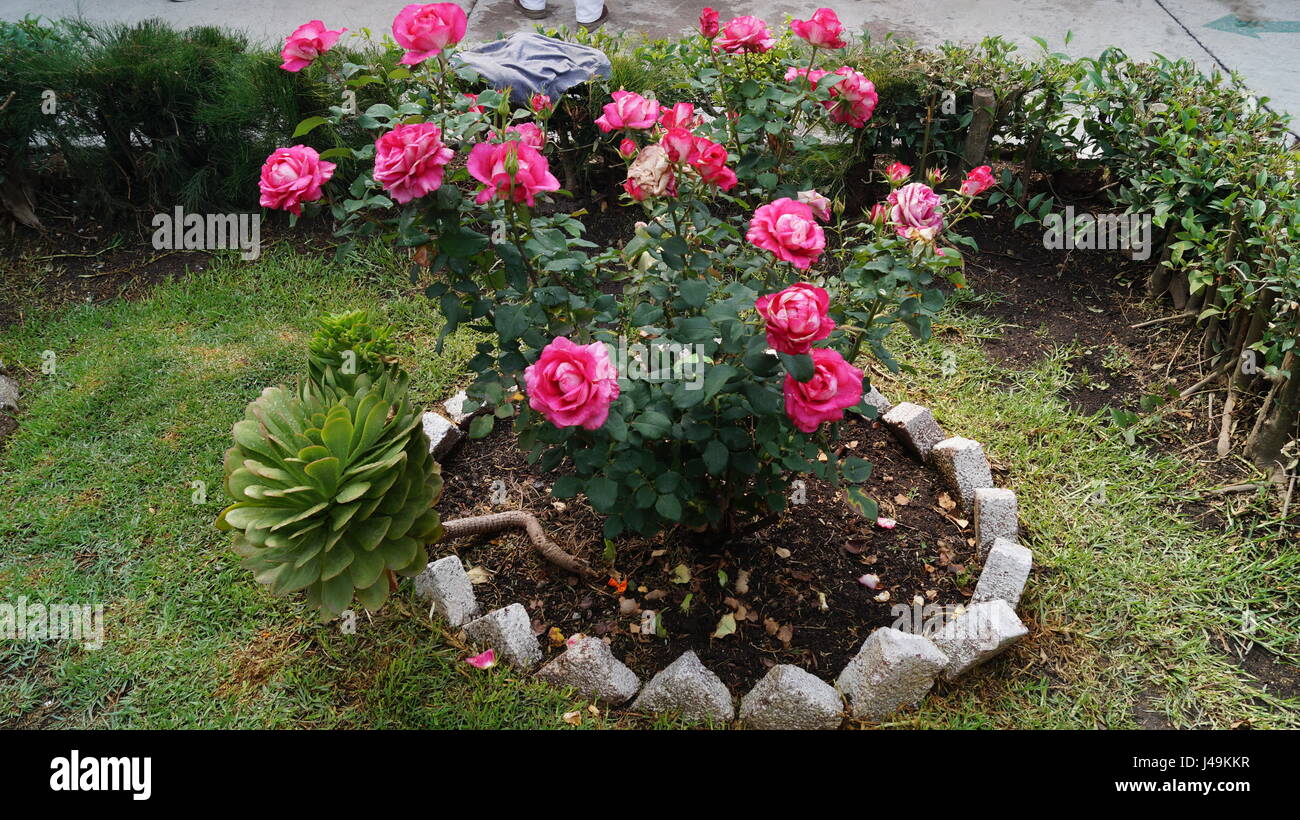 Rosas con bellas gotitas del roció de cada alba que le dan color al jardín, un aroma único y especial  que jamas se olvida creando el ambiente unico Stock Photo