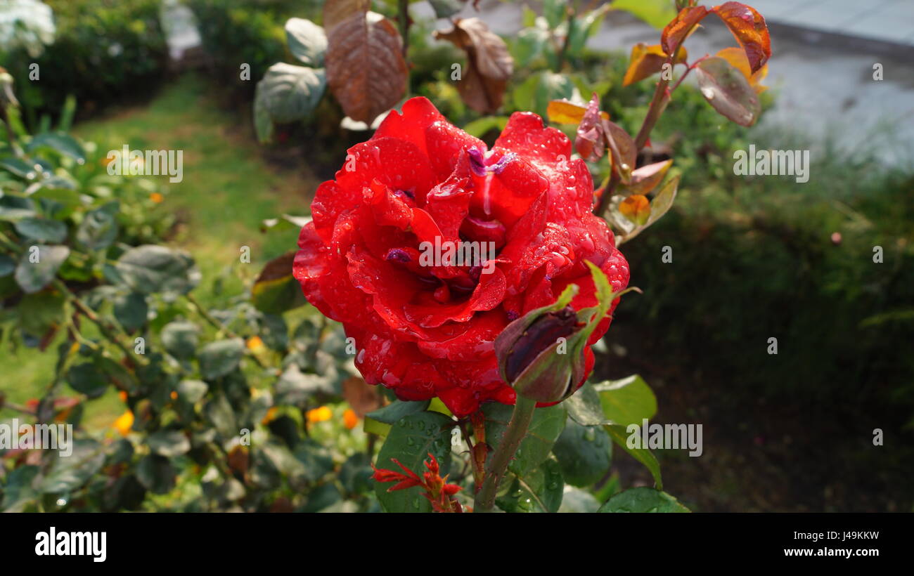 Rosas con bellas gotitas del roció de cada alba que le dan color al jardín, un aroma único y especial  que jamas se olvida creando el ambiente unico Stock Photo