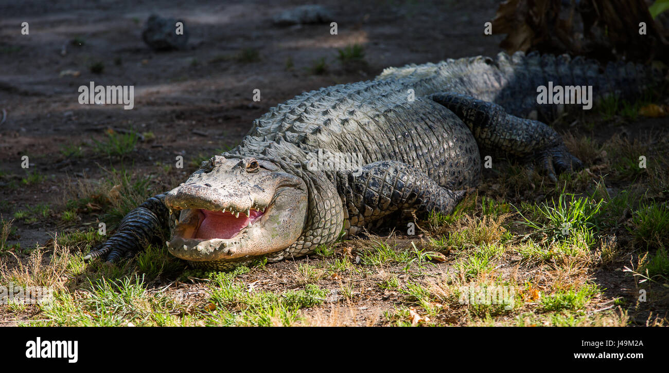 Crocodile on the shore of the pond in Hamat Gader, Israel . Stock Photo