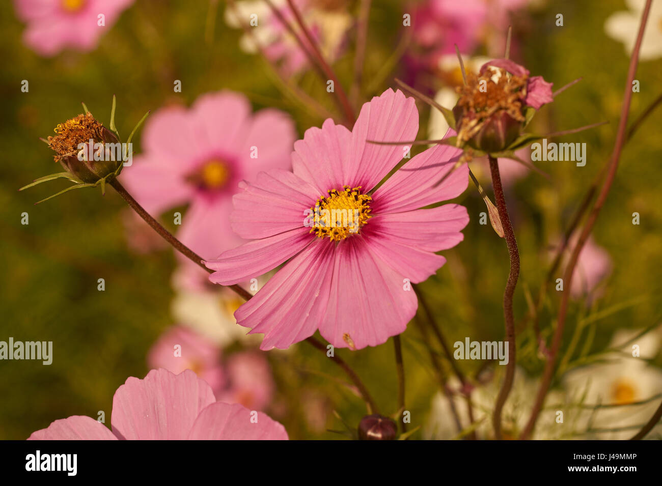 photo of pink cosmos bipinnatus flower Stock Photo