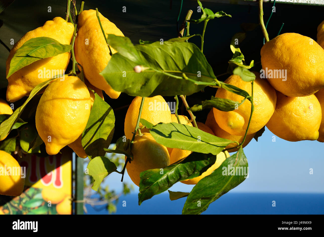 Amalfi Lemon Stock Photos & Amalfi Lemon Stock Images - Alamy