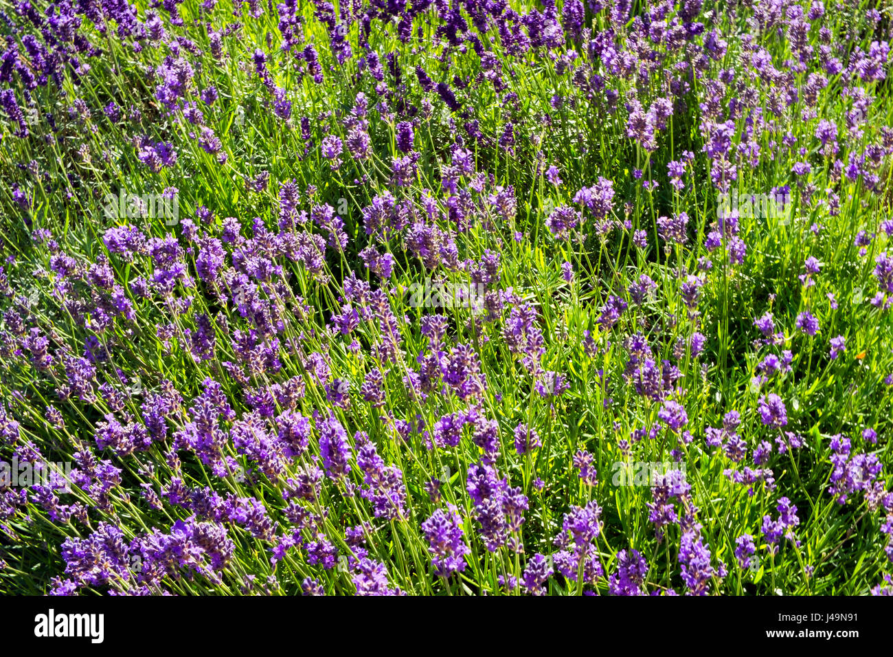 Summer lavender English cottage style garden border Stock Photo Alamy