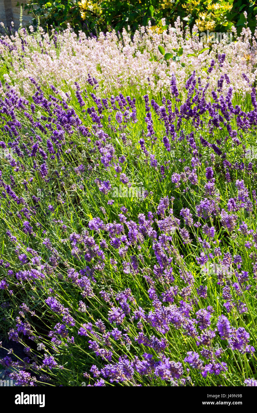 Summer lavender English cottage style garden border Stock Photo Alamy