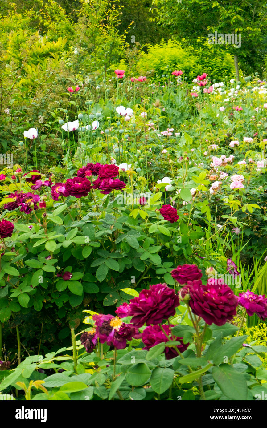 Colouful English summer garden flower border Stock Photo - Alamy
