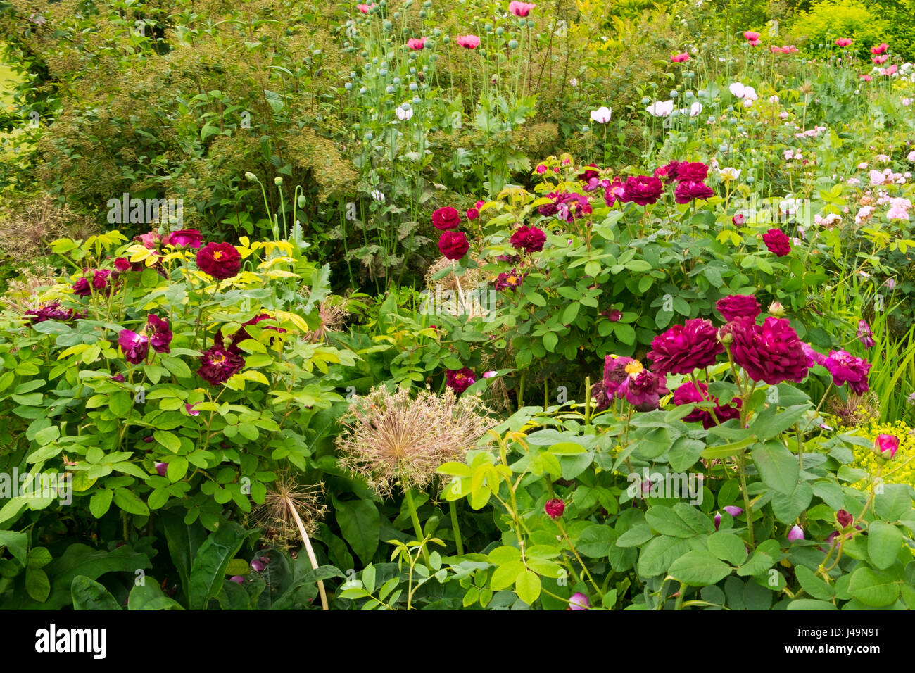 Summer colour hi-res stock photography and images - Alamy
