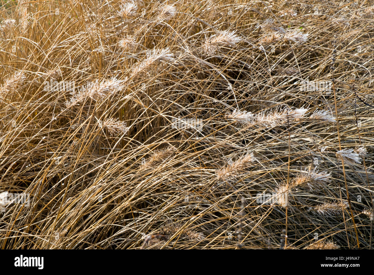 Frost melting in winter sunshine on decorative grasses seed heads Stock Photo