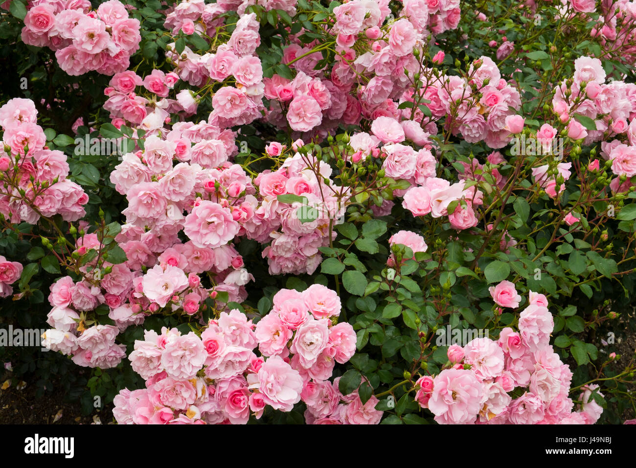 Profuse pink bush roses flowering Stock Photo
