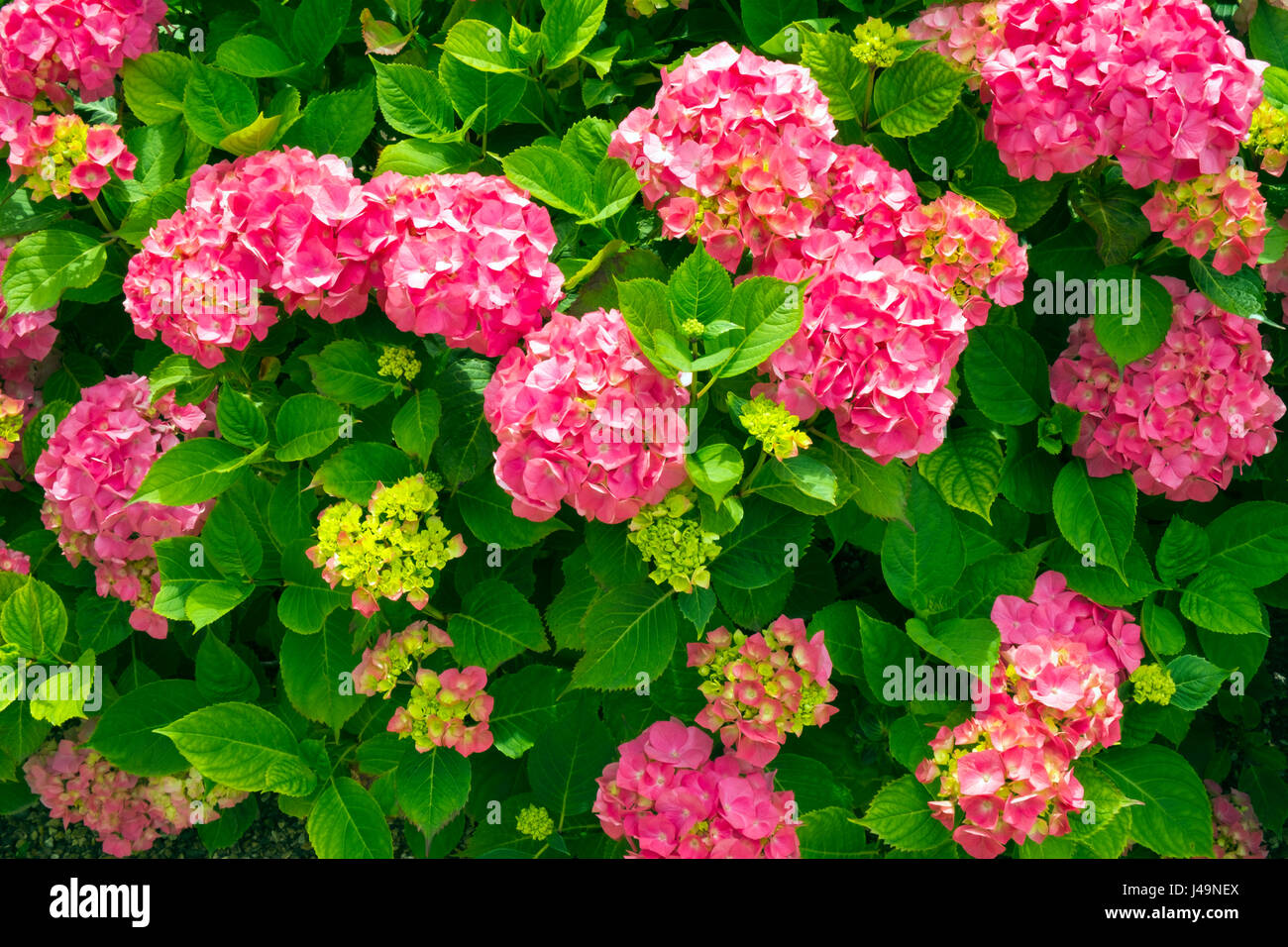 Abundant pink hydrangea bush flowers and foliage Stock Photo
