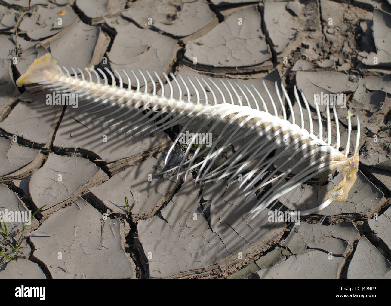 Fish bone pattern hires stock photography and images Alamy