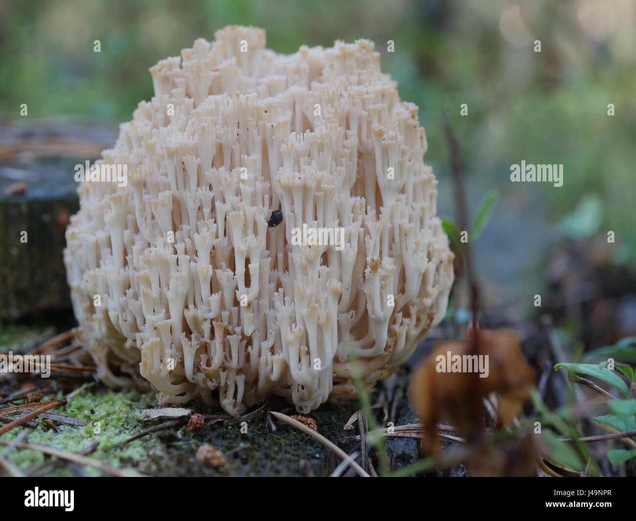 coral fungus in the forest clavicorona pyxidata Stock Photo