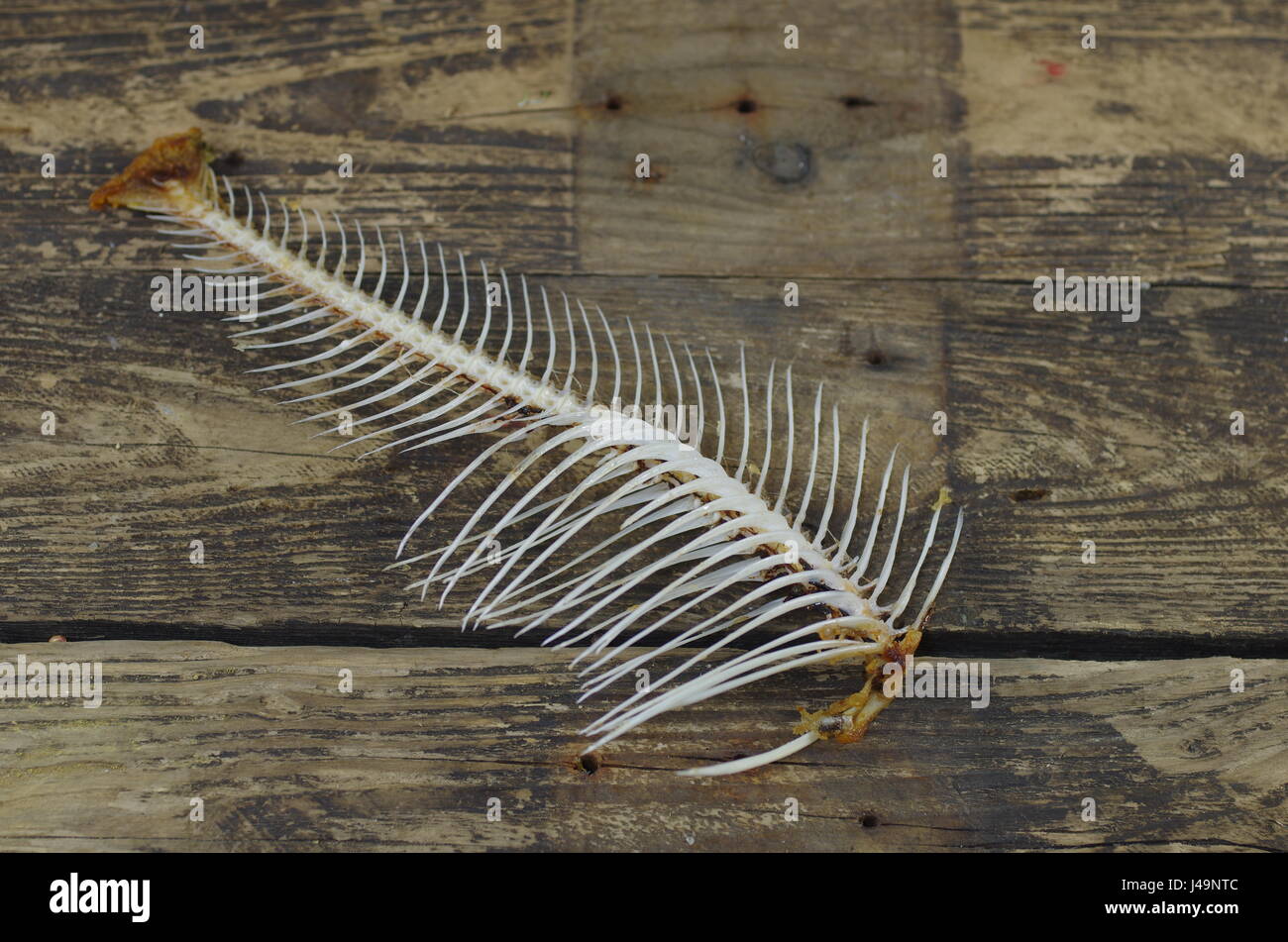 fish bone Stock Photo