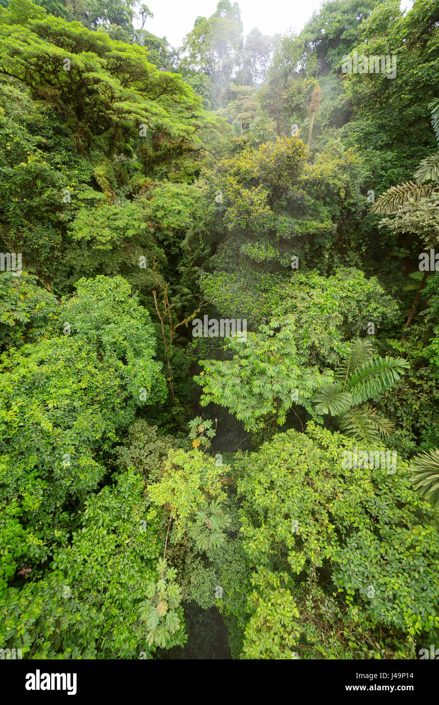 Rainforest canopy hi-res stock photography and images - Alamy