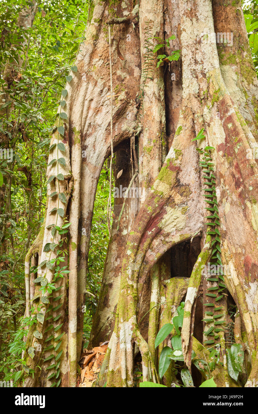 Buttress tree roots in rainforest Stock Photo Alamy