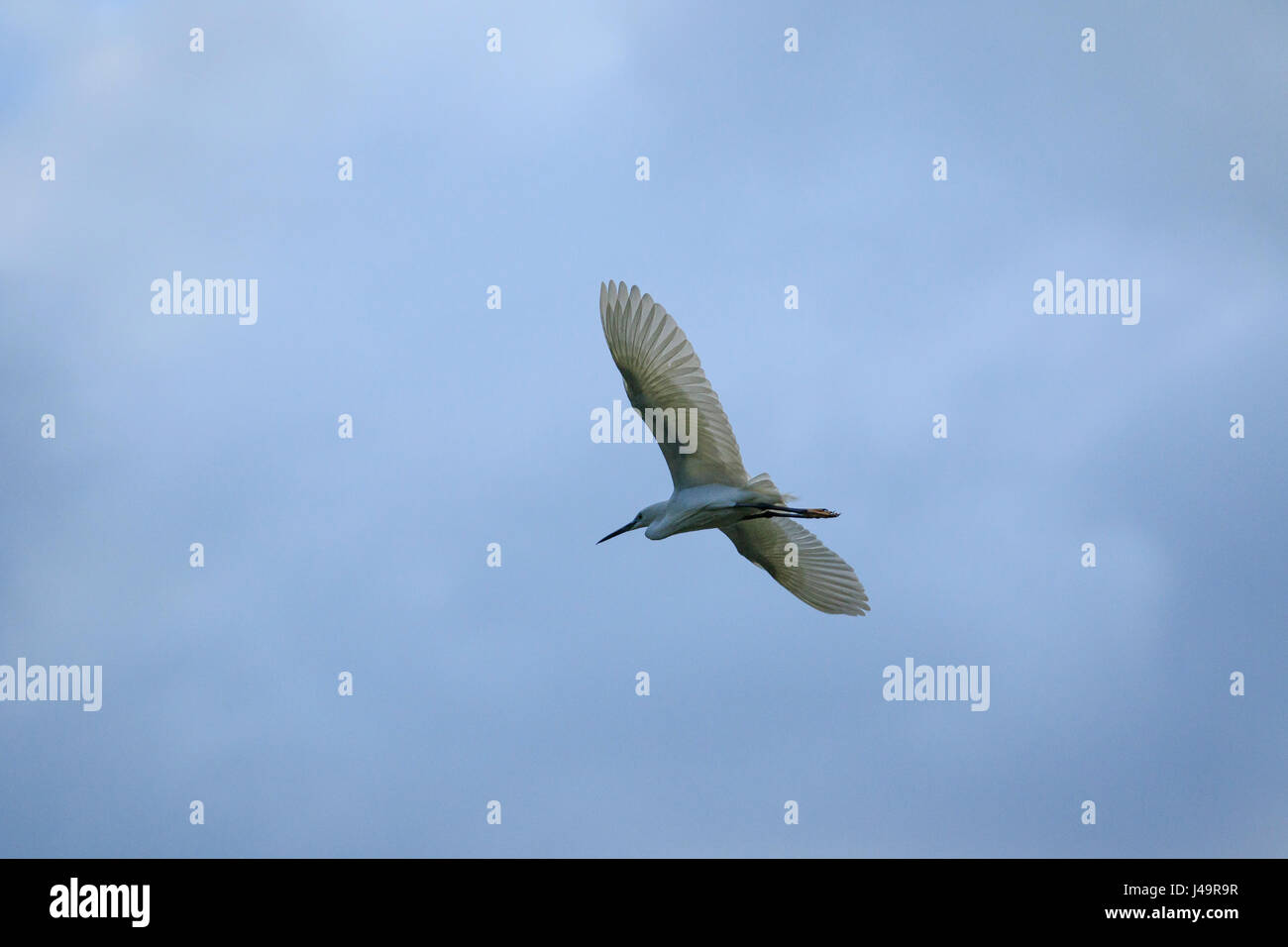 little egret bird flying against blue sky Stock Photo - Alamy