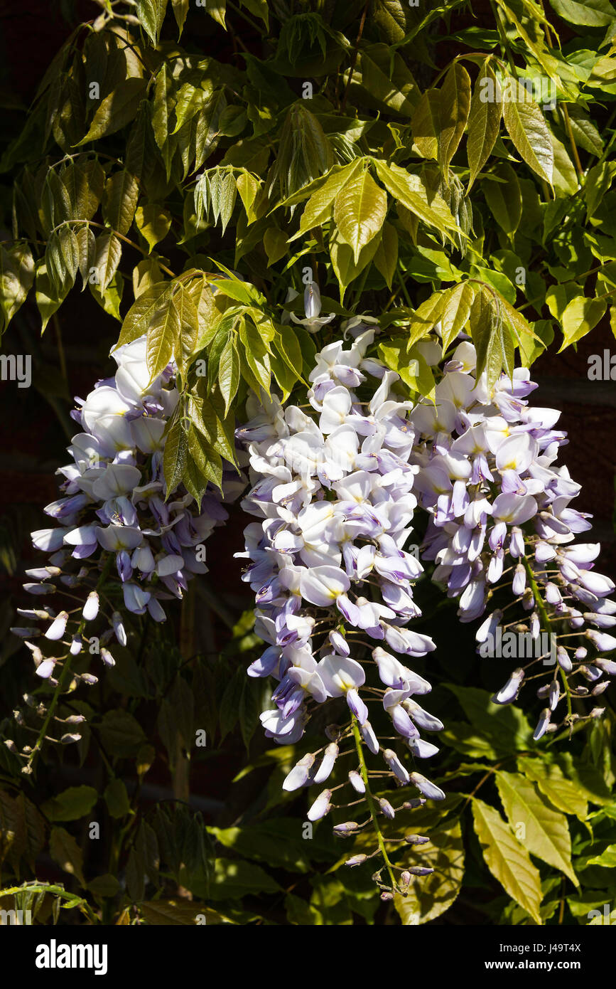 Beautiful Wisteria Flowering Plant Sinensis Caroline Climbing up a Wall ...