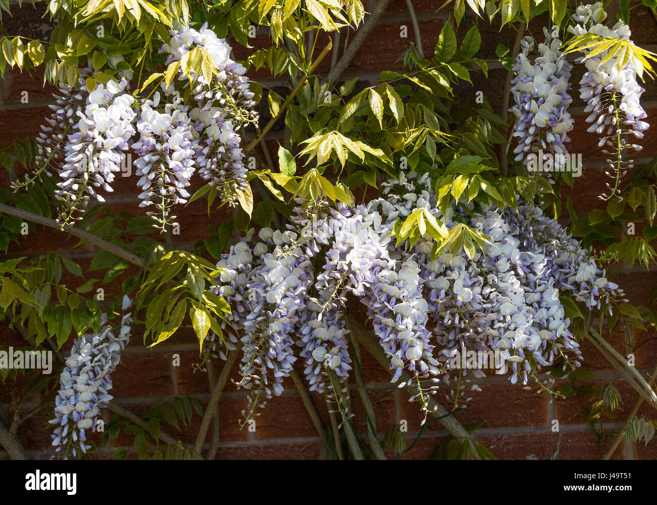 Beautiful Wisteria Flowering Plant Sinensis Caroline Climbing up a Wall